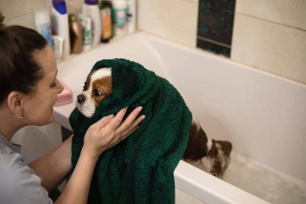 Woman drying a small dog in a bathtub with a green towel