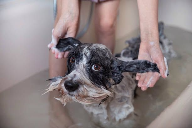 Wet black-and-white dog being bathed in a tub, held by a person’s hands