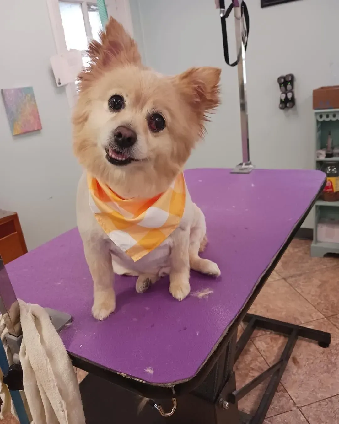 Small tan dog wearing an orange bandana sits on a purple grooming table in a pet salon.