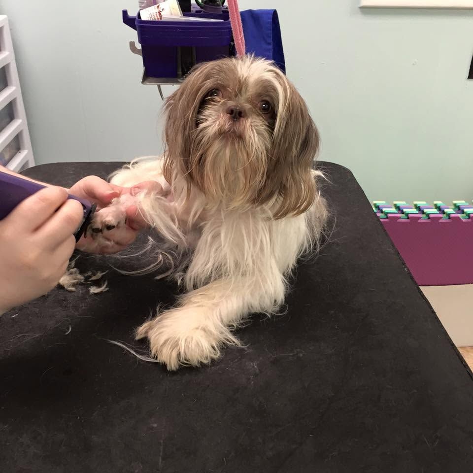 Small shaggy dog on a grooming table, holding a paw while being groomed.