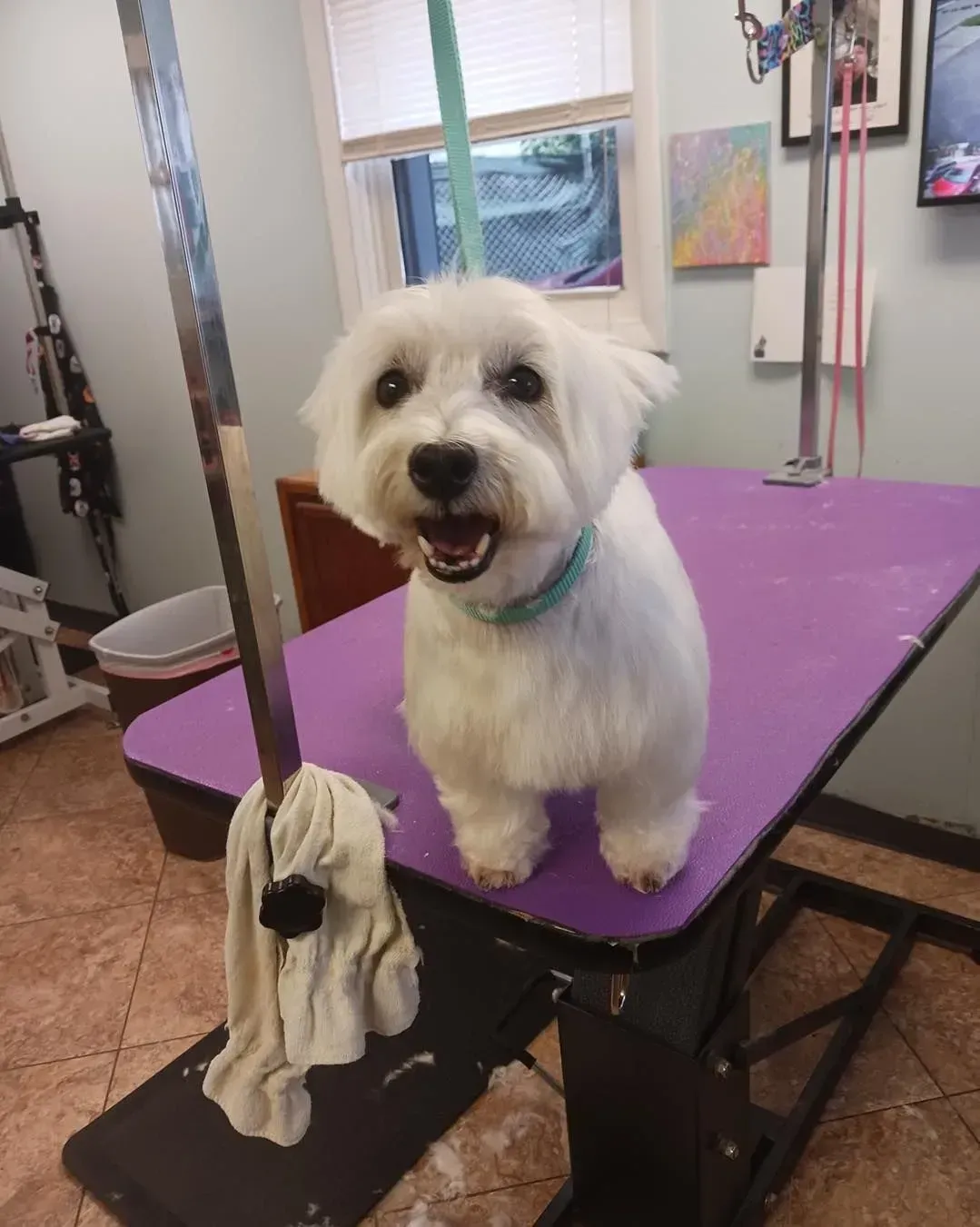 Small white dog standing on a purple grooming table, with a groomed poodle figurine in front.