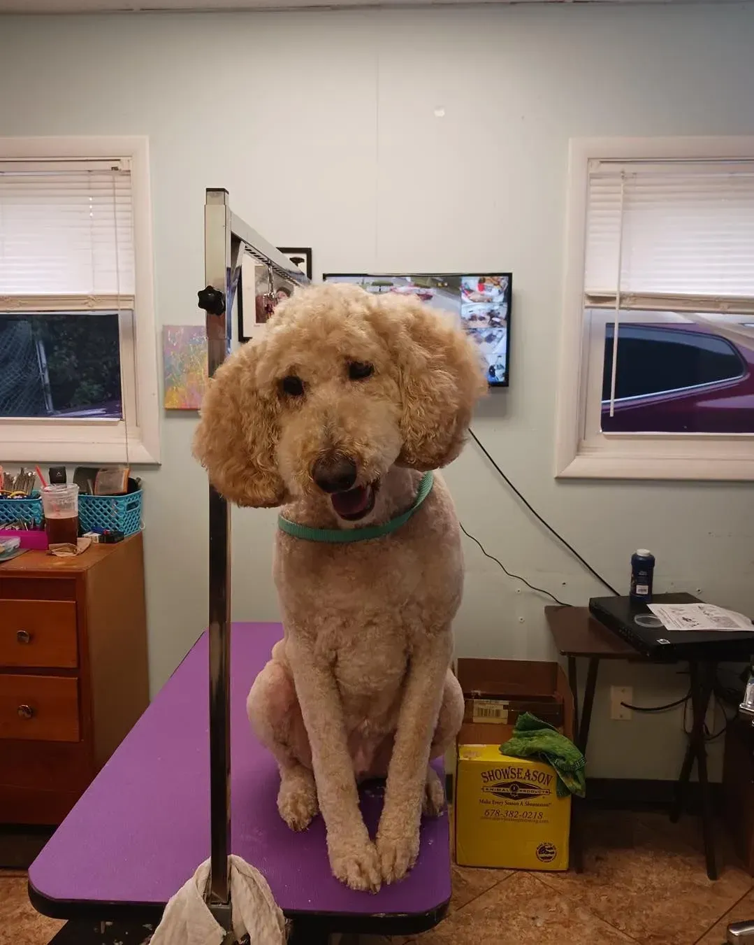 Curly tan dog sitting on a purple grooming table in a small room with windows and a computer monitor behind it