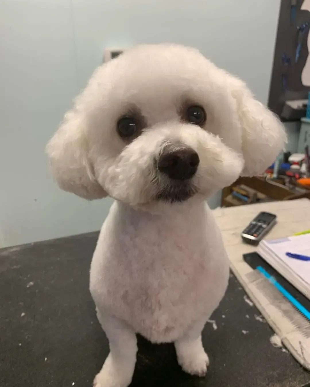 Small white fluffy dog sitting on a table beside papers and a remote control