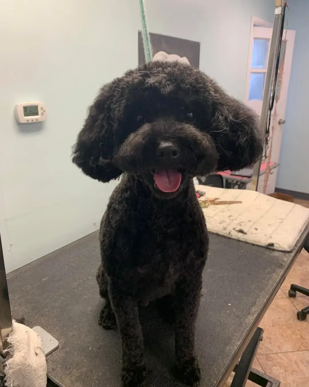 Black fluffy dog sitting on a grooming table with tongue out in a pet salon