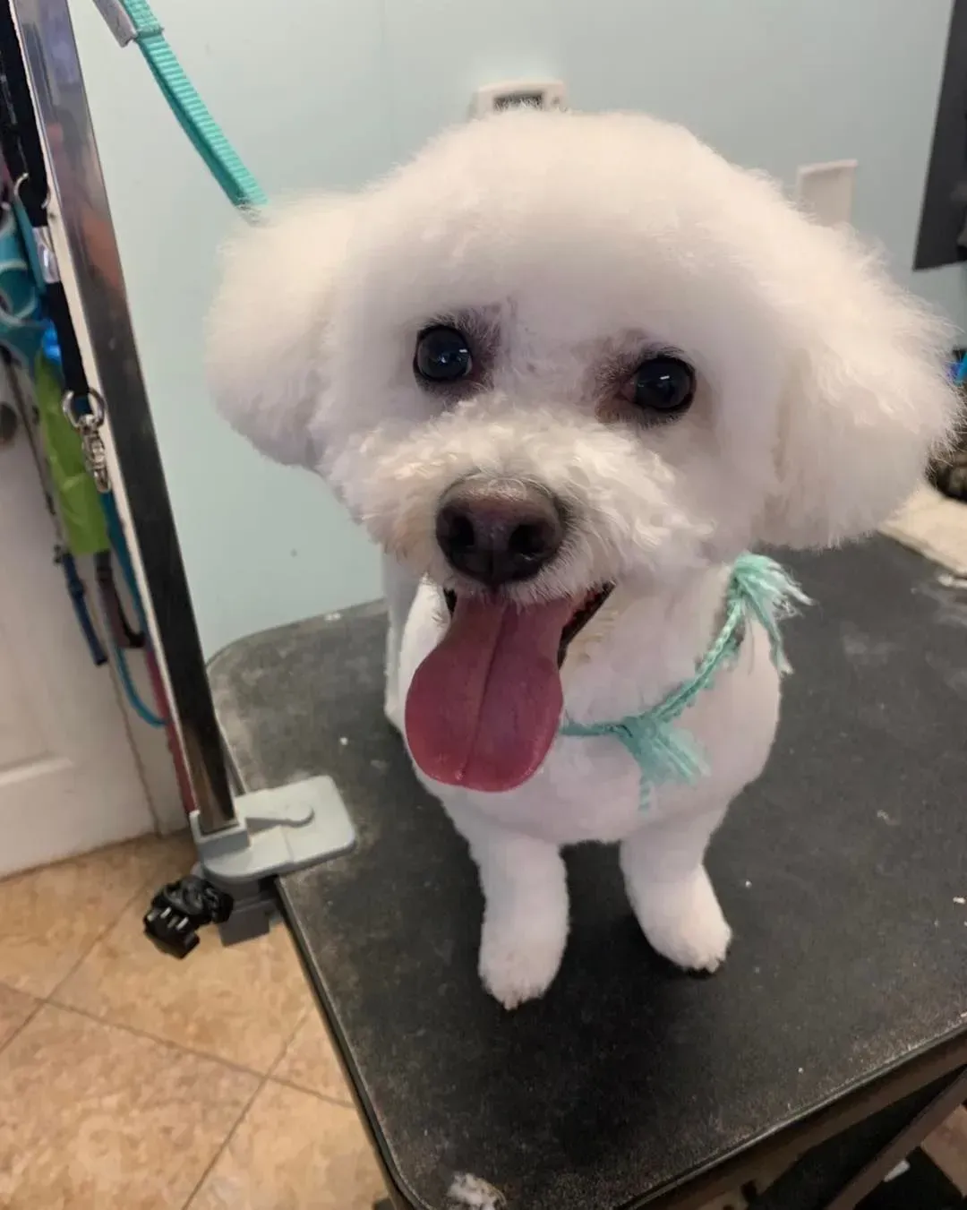 Small white poodle with tongue out, standing on a grooming table, wearing a mint harness.