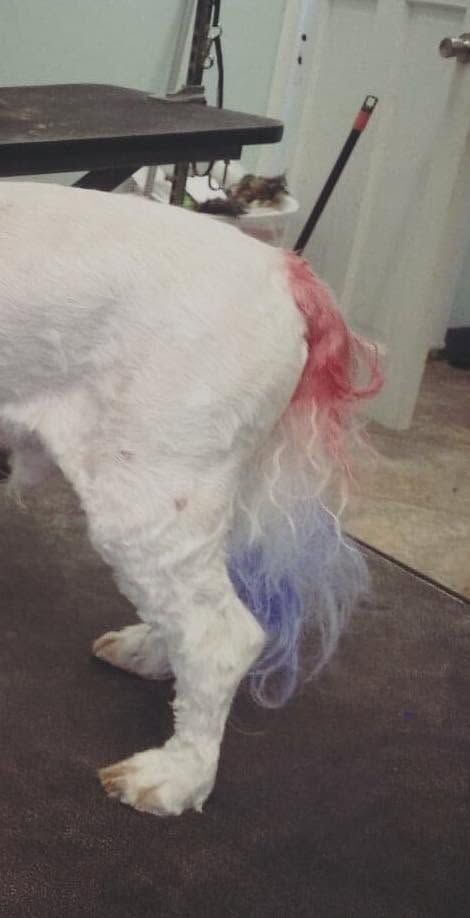 Small white dog with pink and purple dyed fur on its hindquarters, standing indoors on a dark floor.