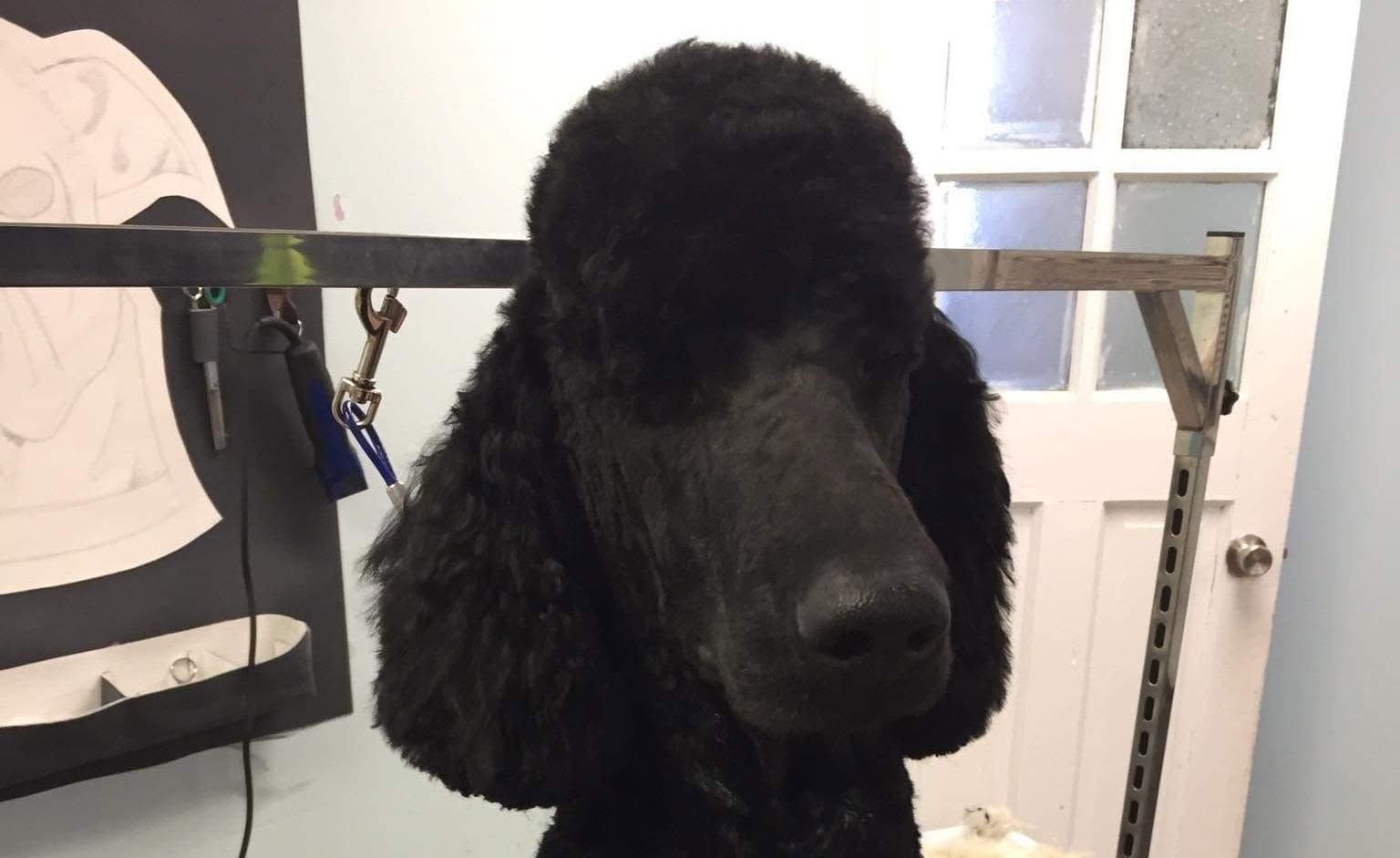 Black poodle grooming table, facing camera indoors, with clipper guard in the background