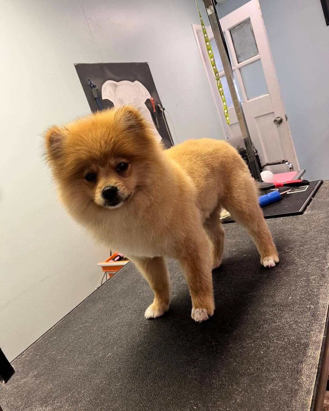 Fluffy tan Pomeranian standing on a grooming table in a pet salon