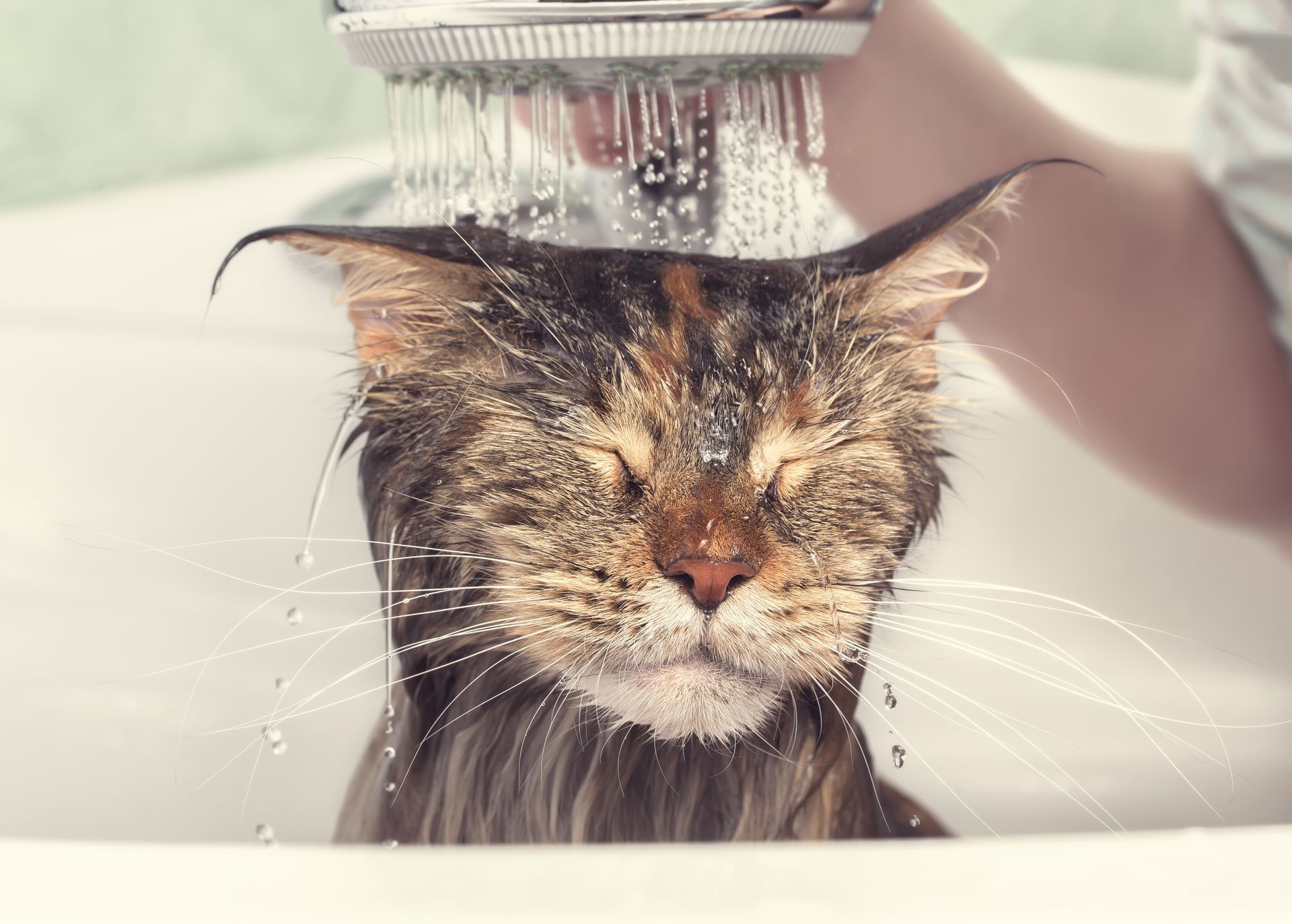 Wet cat being rinsed under a shower, eyes closed, with water streaming over its face.