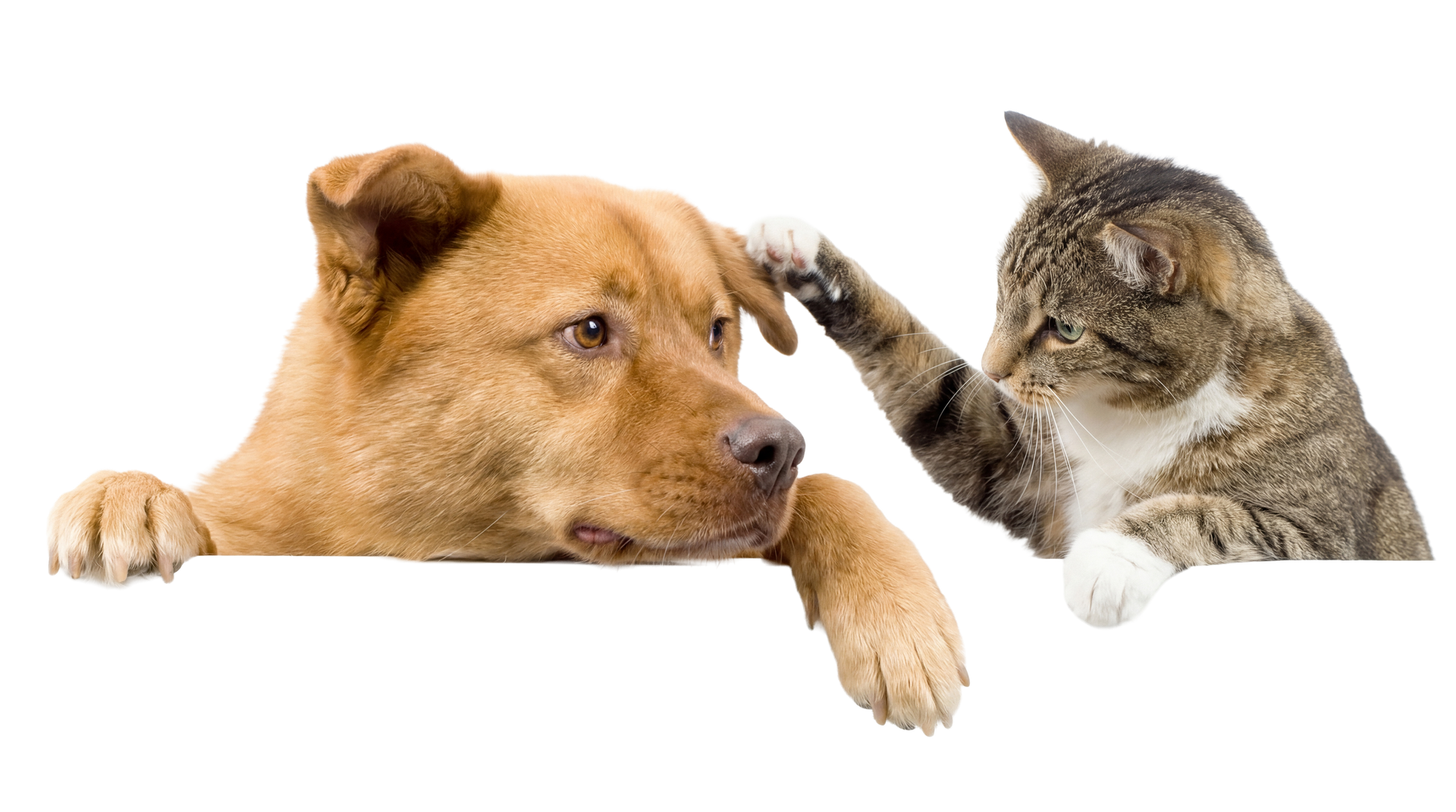 Cat reaching toward a brown dog on a white background