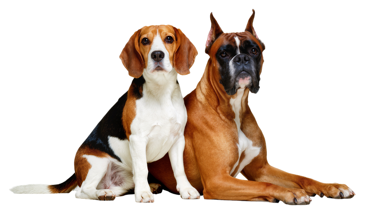 Two dogs sitting side by side on a white background, one beagle and one boxer.