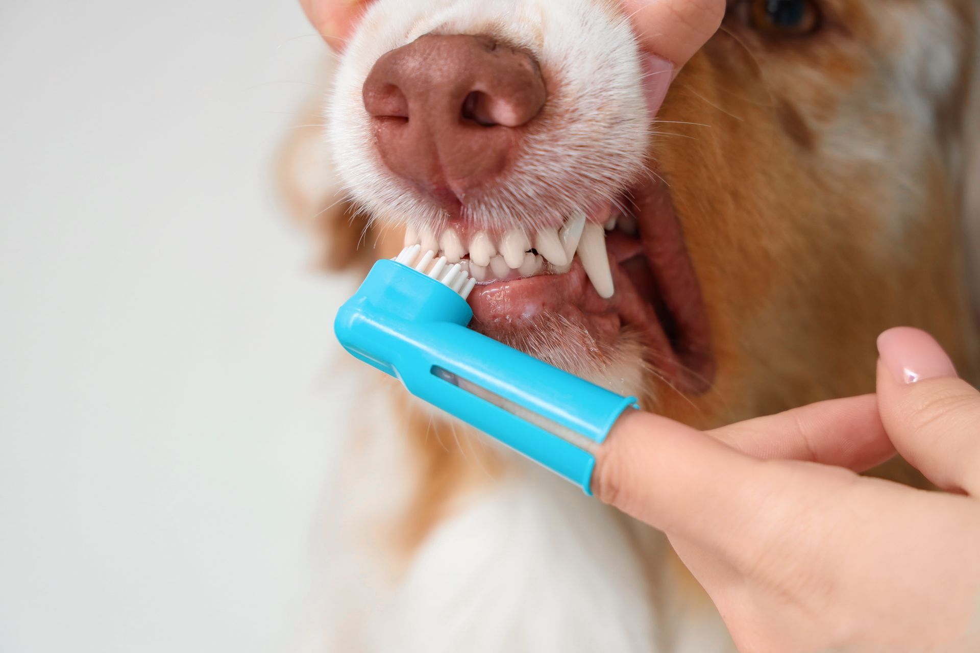 Dog brushing teeth with a blue toothbrush held by a hand