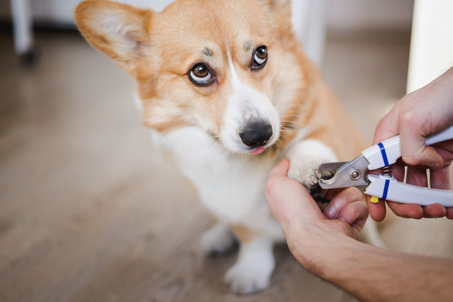 Corgi getting its nails clipped by a person with nail clippers