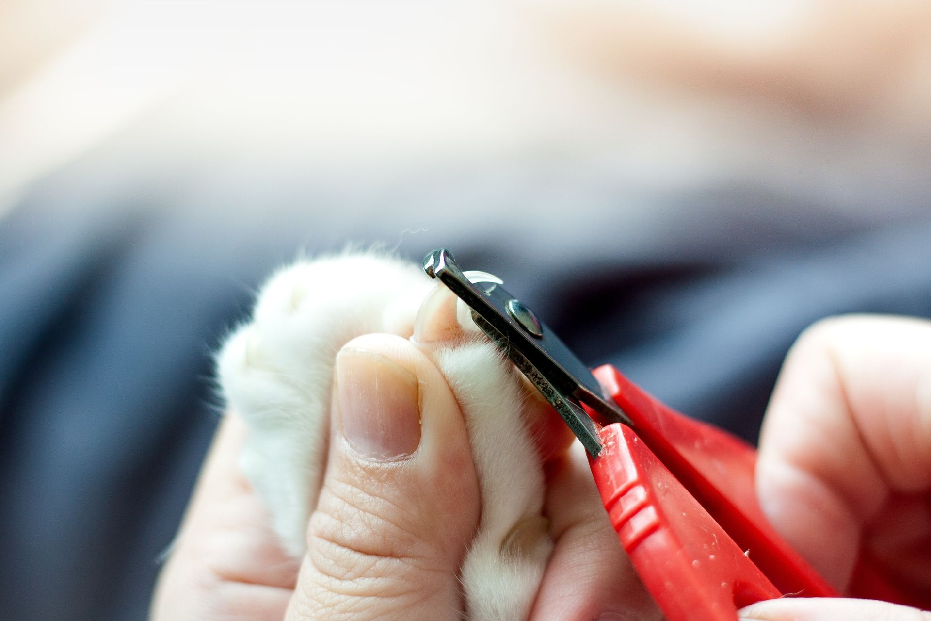 Hands using red nail clippers to trim a pet’s white fur near its paw