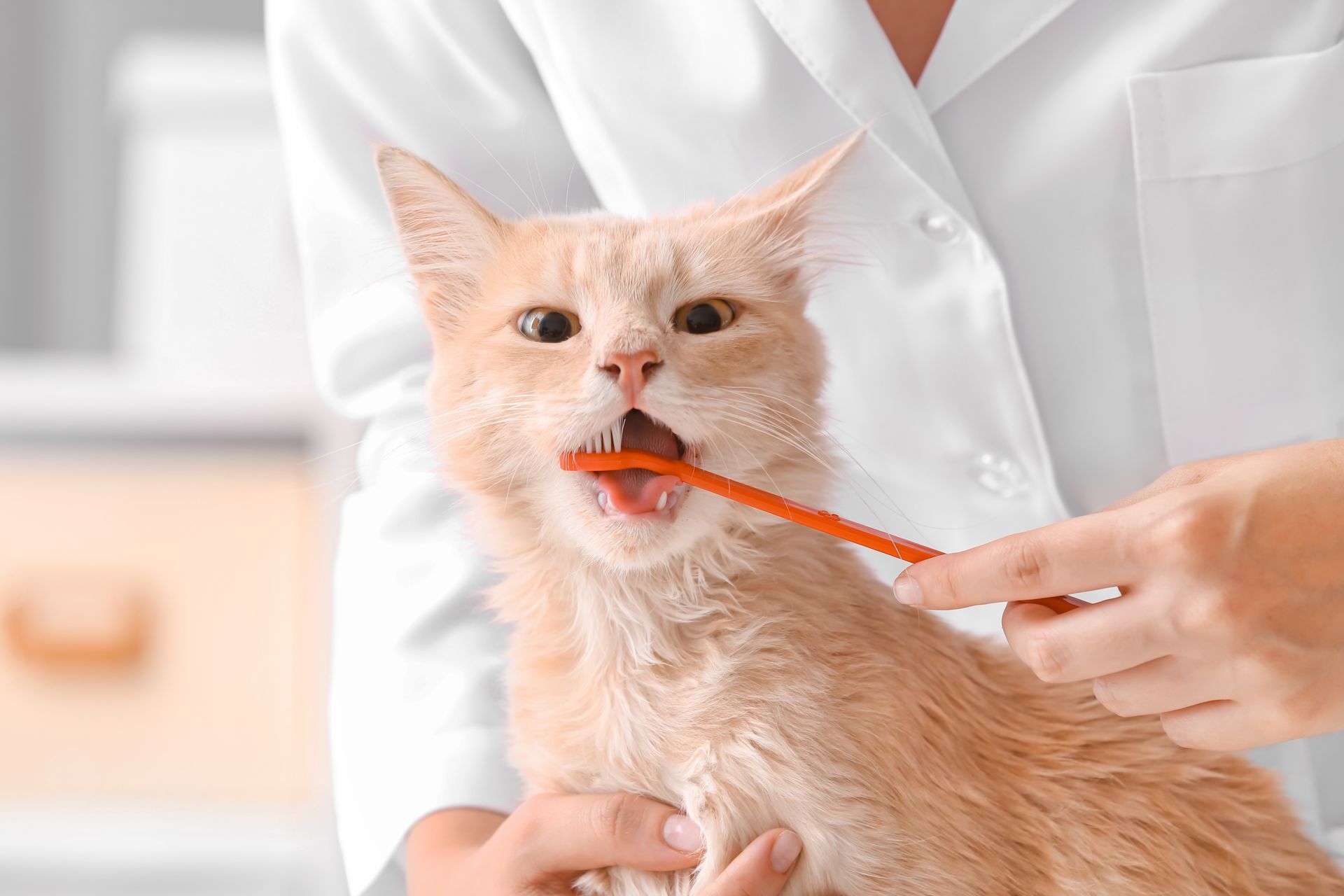 Orange cat getting its teeth brushed by a person in a white coat