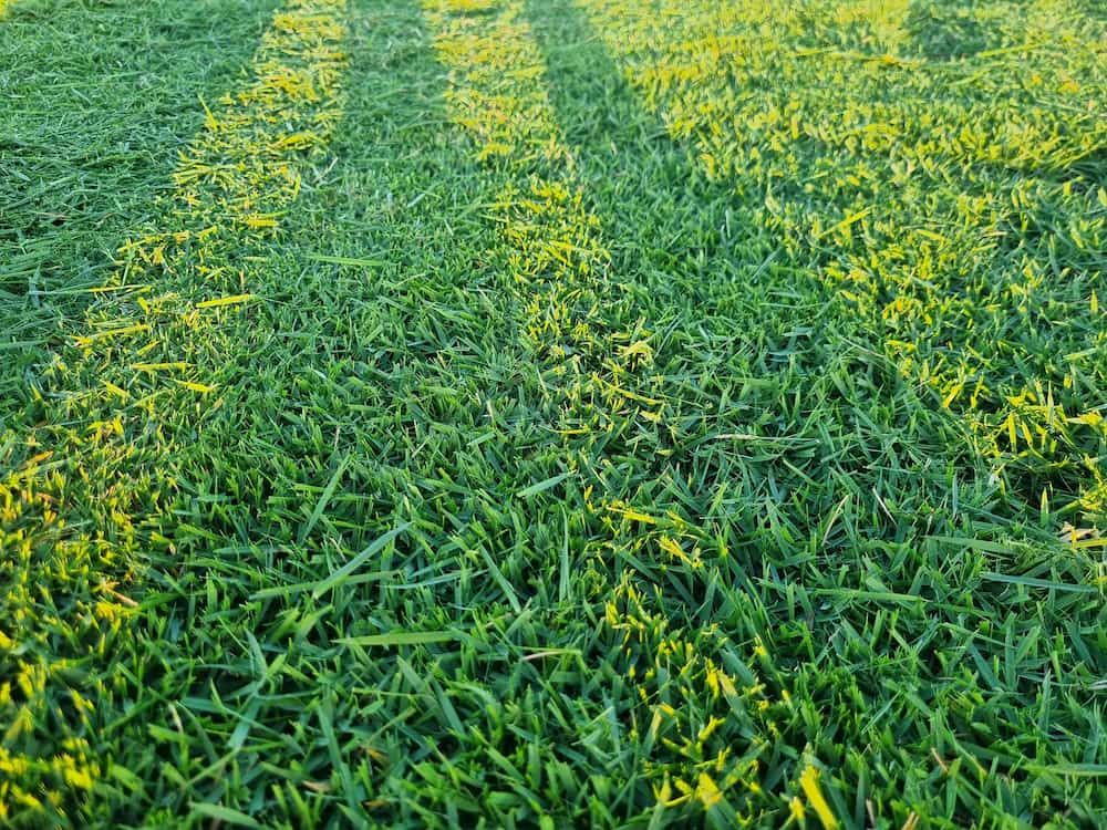 Turf Varieties Mackay | Marian Lawns
