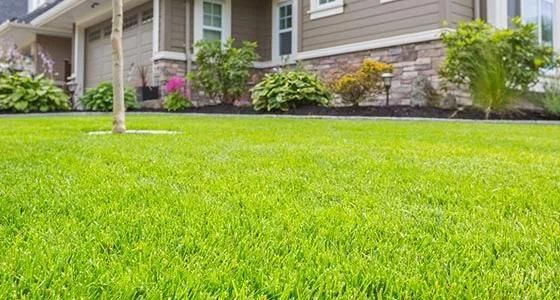 A Lush Green Lawn In Front Of A House — Marian Lawns In Marian, QLD