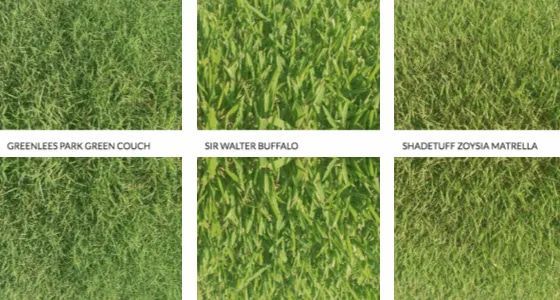 A Bunch Of Different Types Of Grass Are Shown — Marian Lawns In Marian, QLD
