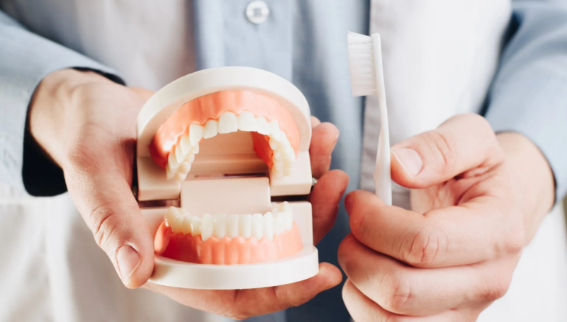 Person holding a model of teeth and a toothbrush, likely demonstrating dental hygiene.