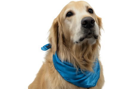 A golden retriever dog looking upward, wearing a bright blue bandana against a plain white background.