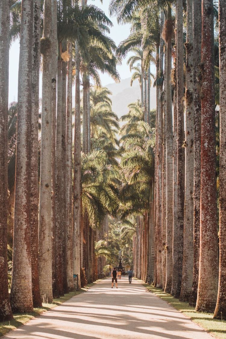 Tall palm trees lining a sunlit walkway with a few people in the distance