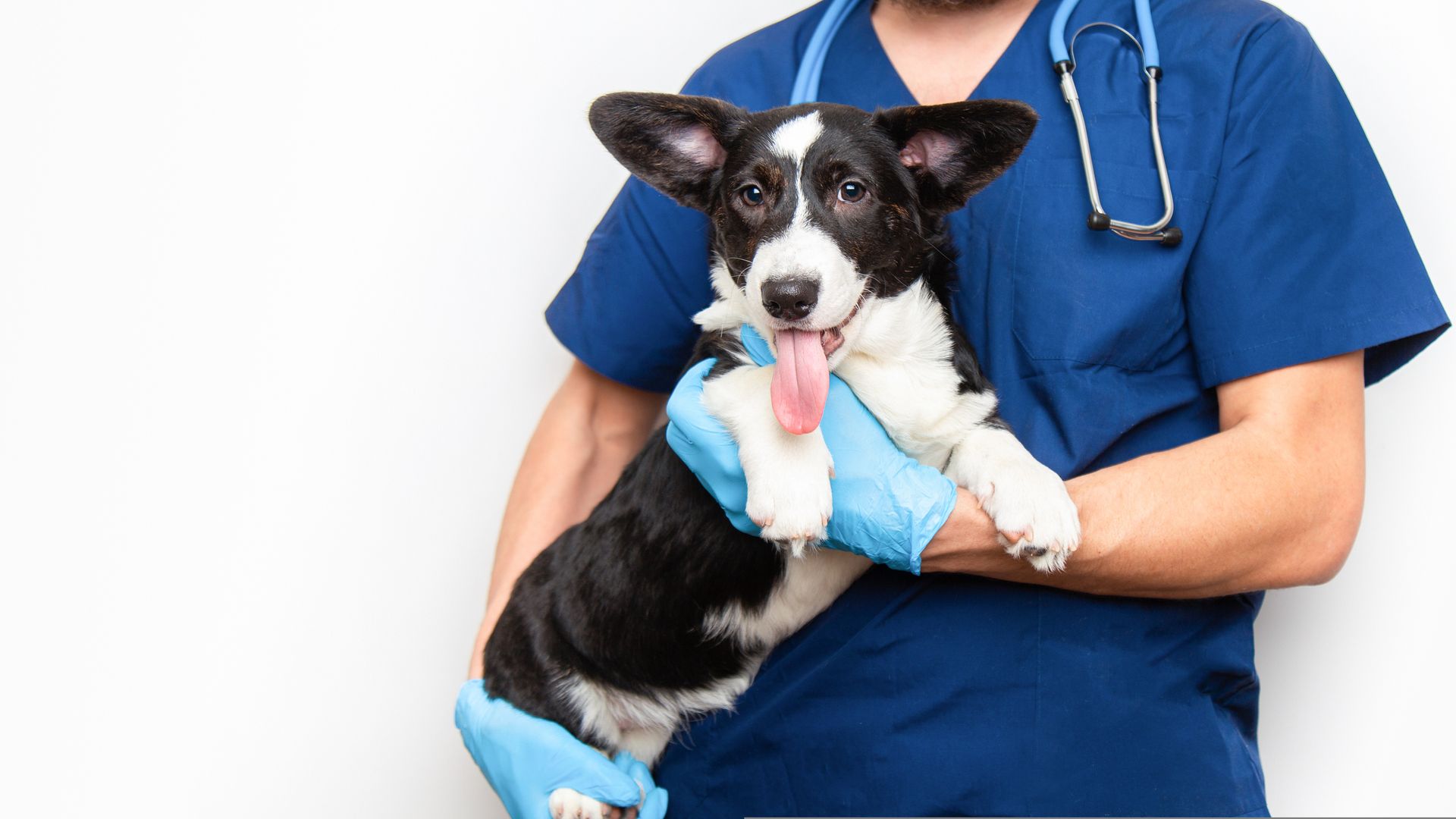 A Veterinarian Is Holding A Black And White Dog - Urbana, IL - All Creatures Animal Hospital A Veterinarian Is Holding A Black And White Dog - Urbana, IL - All Creatures Animal Hospital