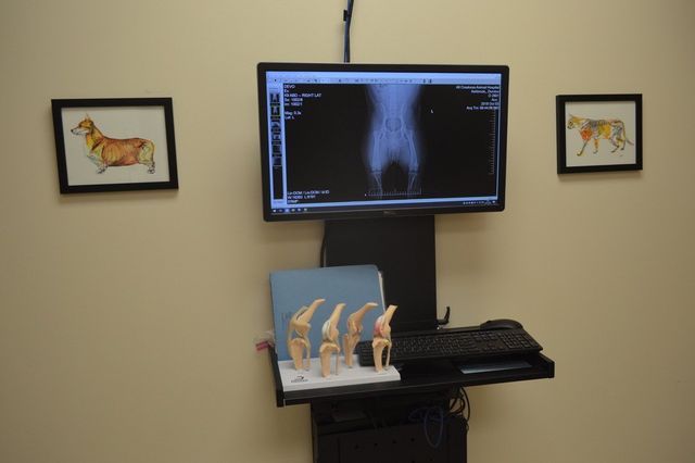 X-ray Equipment — Urbana, IL — All Creatures Animal Hospital