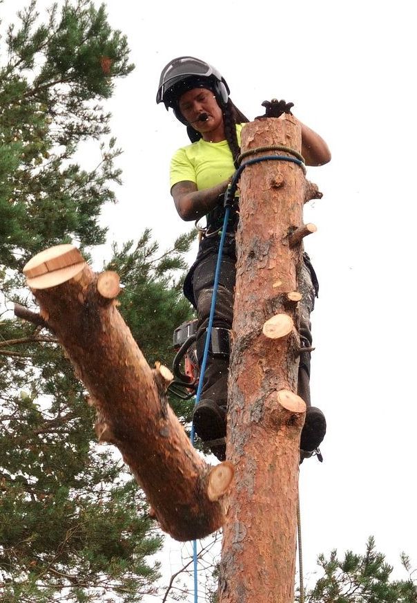 A woman is standing on top of a large tree trunk.