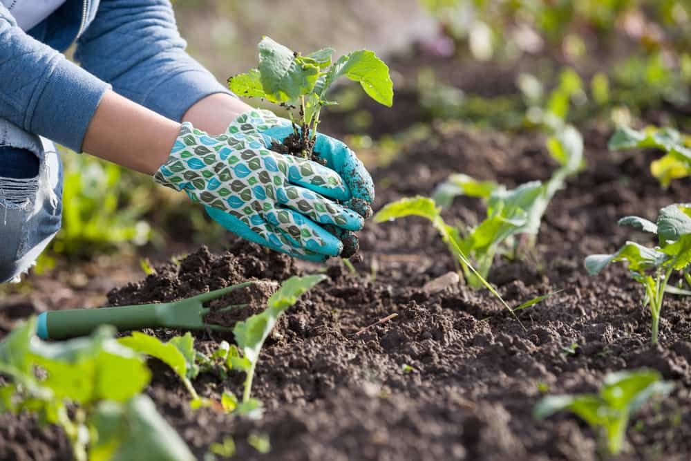 A Person Wearing Gloves is Planting a Plant in the Ground — Bloomscapes in Lennox Head NSW