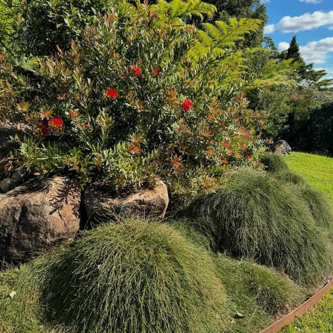A close up of medium sized plant and rock in garden— Bloomscapes in Lennox Head NSW