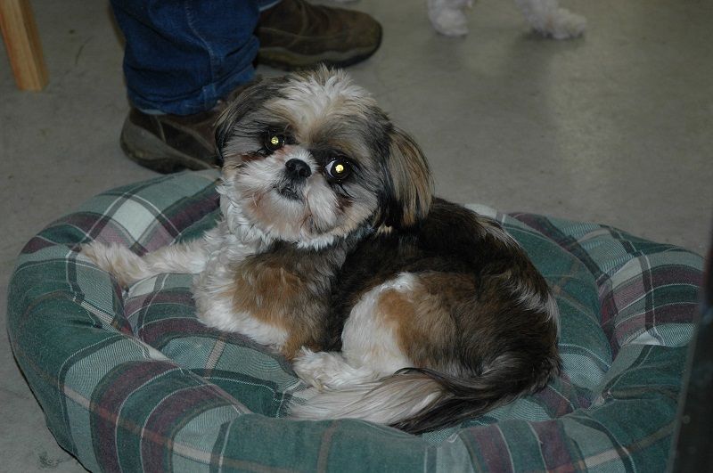 A brown and white dog is laying on the floor with its head on its paws.