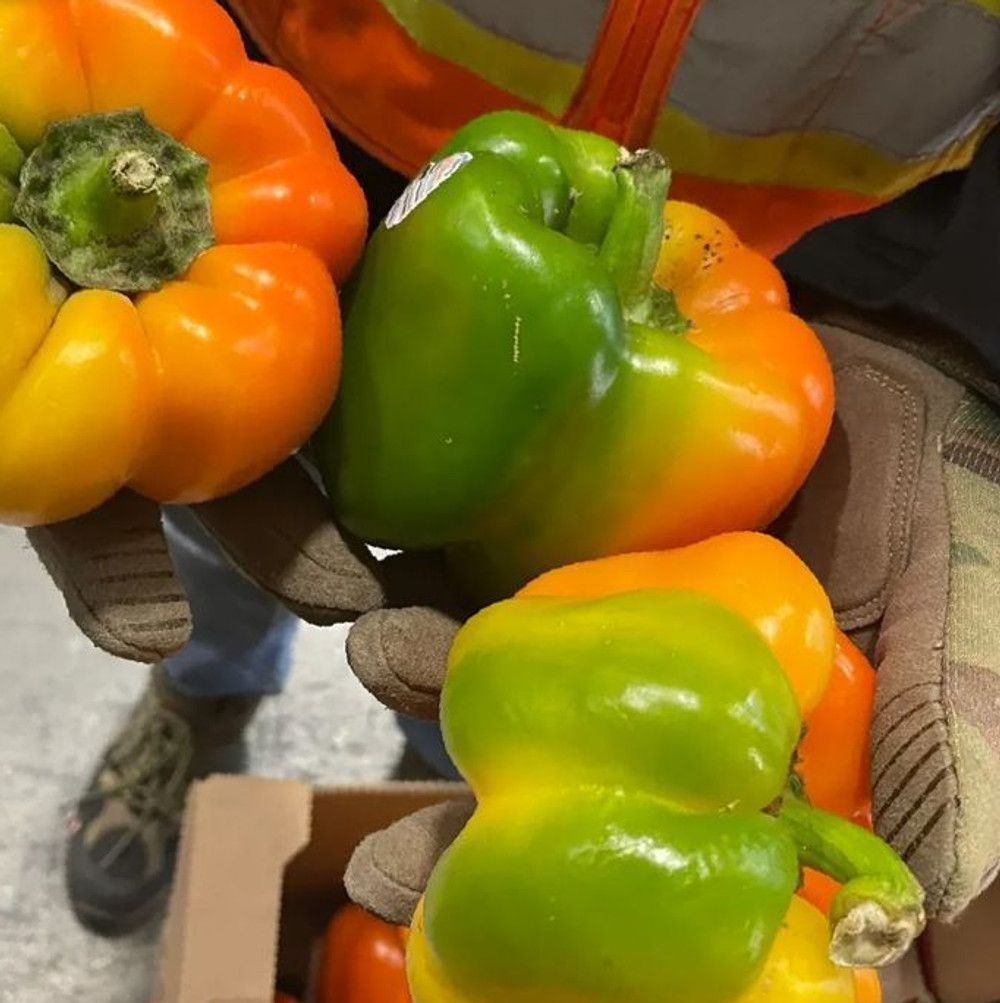 Addressing Food Insecurity in the Denver Front Range