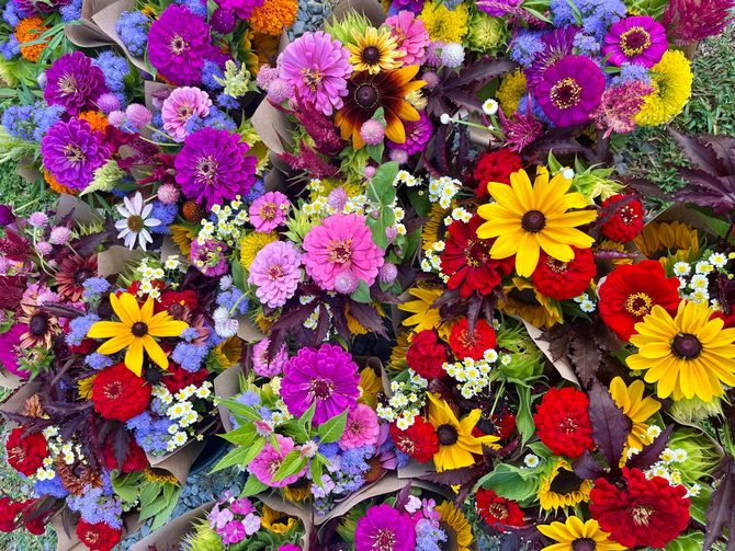 Lot of purple, pink, yellow and red flowers seen from up top (zinnias, rudbeckia, ageratum, gomphrena)