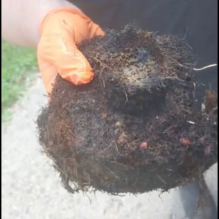 Hand in orange glove holding a dark, matted clump of material, possibly organic.