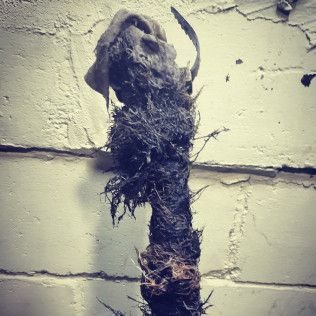 Dark, clumpy mass, possibly debris from a drain, against a weathered white brick wall.