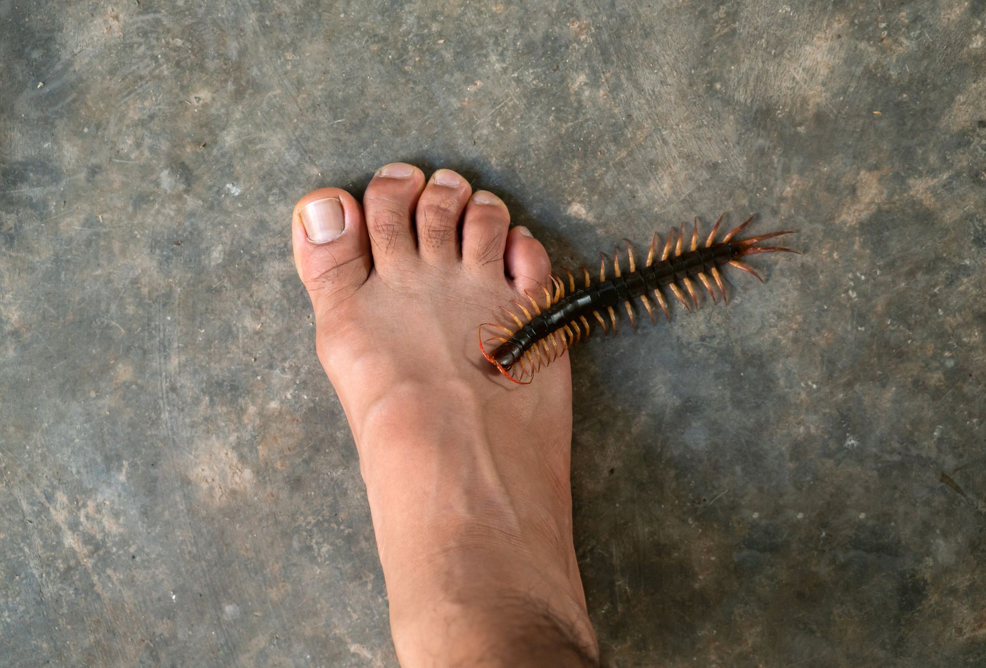 A centipede in house on a person's leg