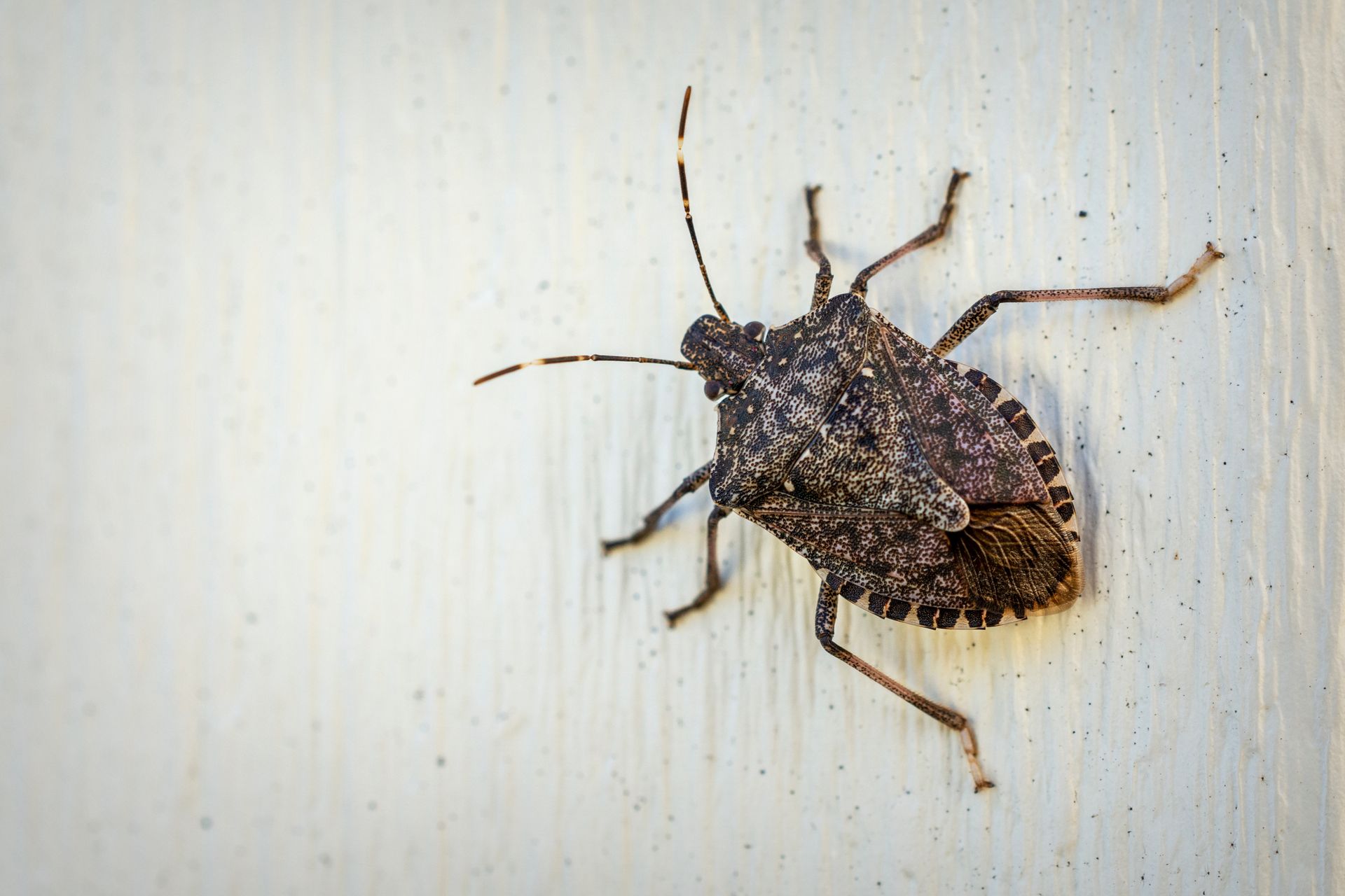 stink bugs in home