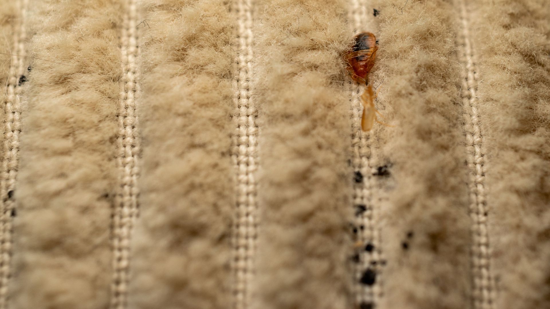 Bed bug