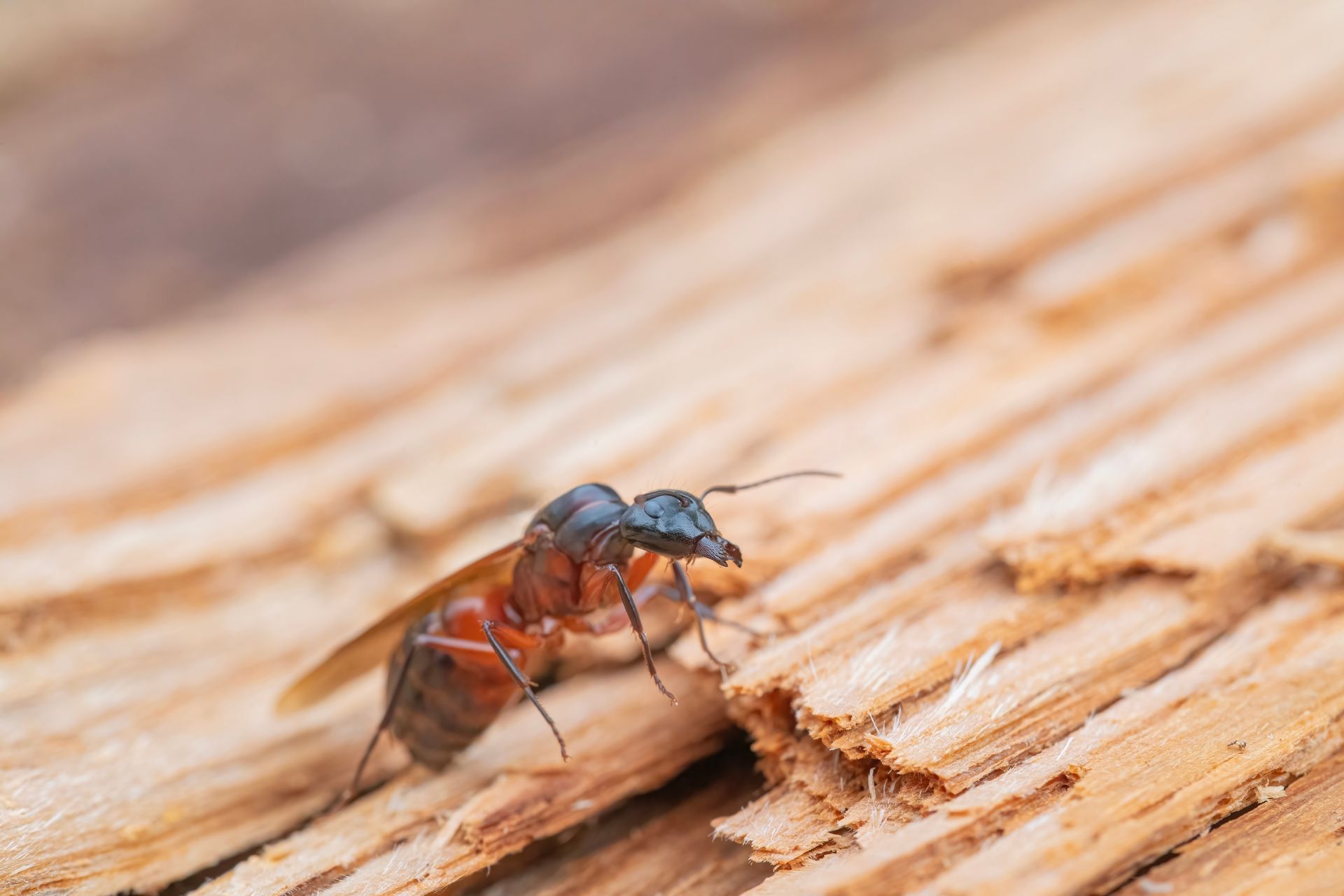 Carpenter ant swarmer