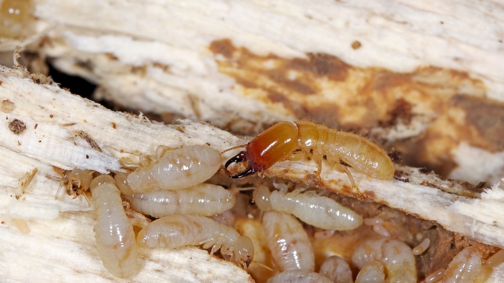 Drywood termites