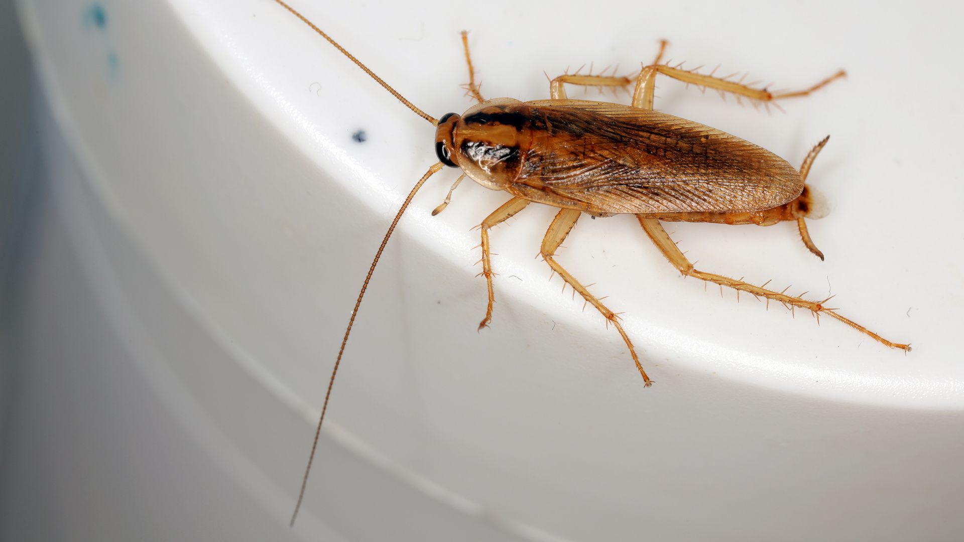 German roach