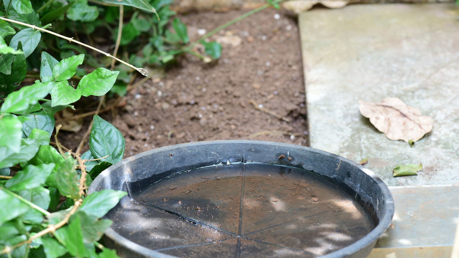 Plant vase filled with water and mosquito larvae