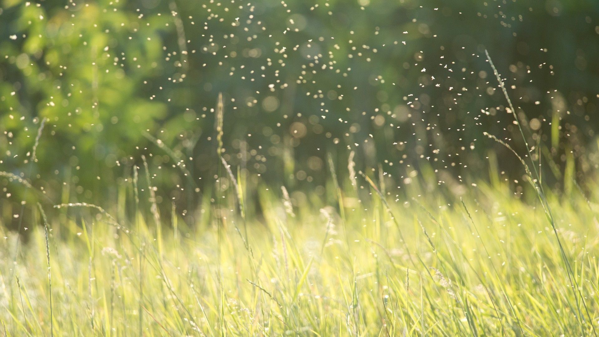 Mosquito swarms in Chesapeake backyard