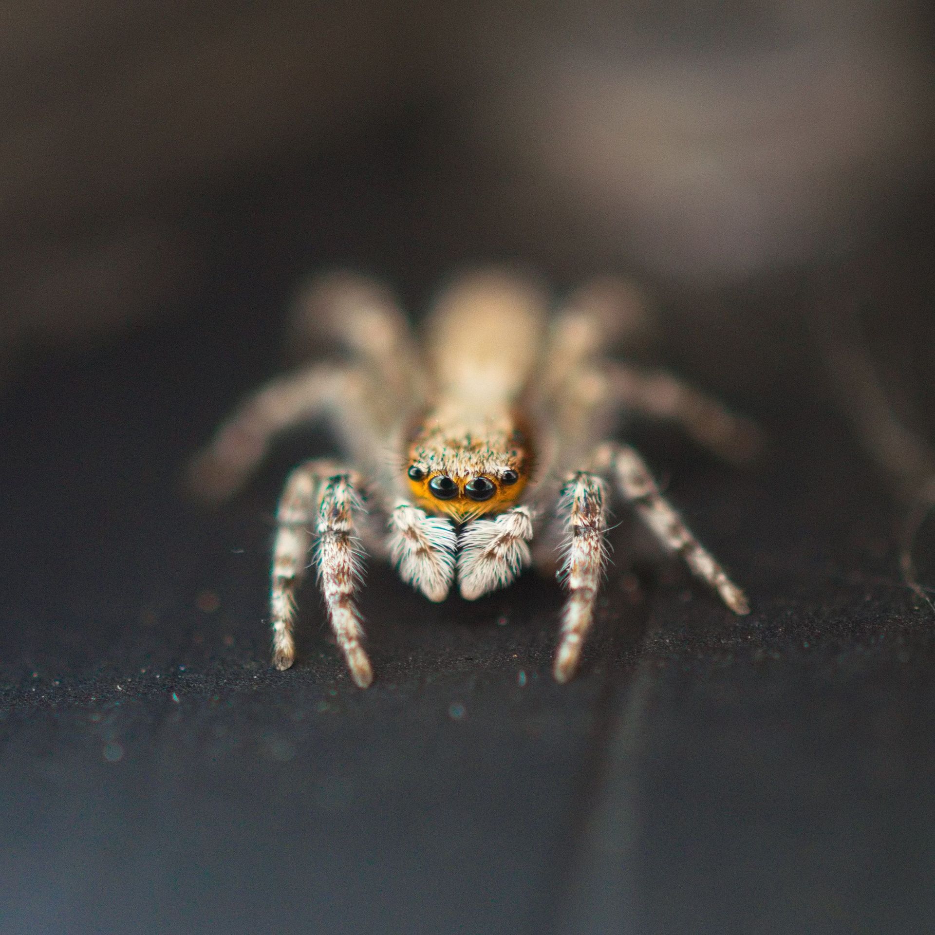 spiders in house