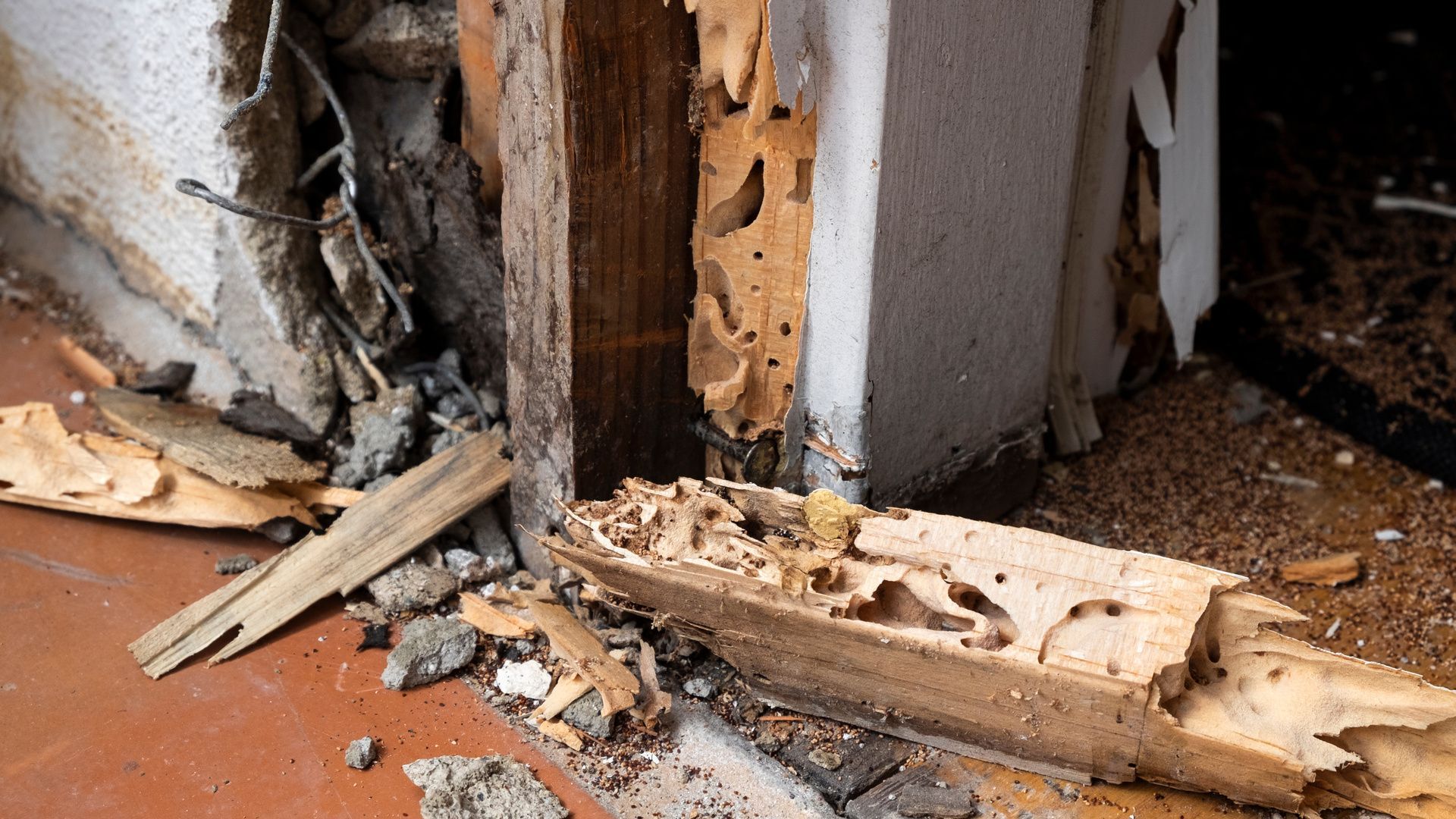 Termite damage