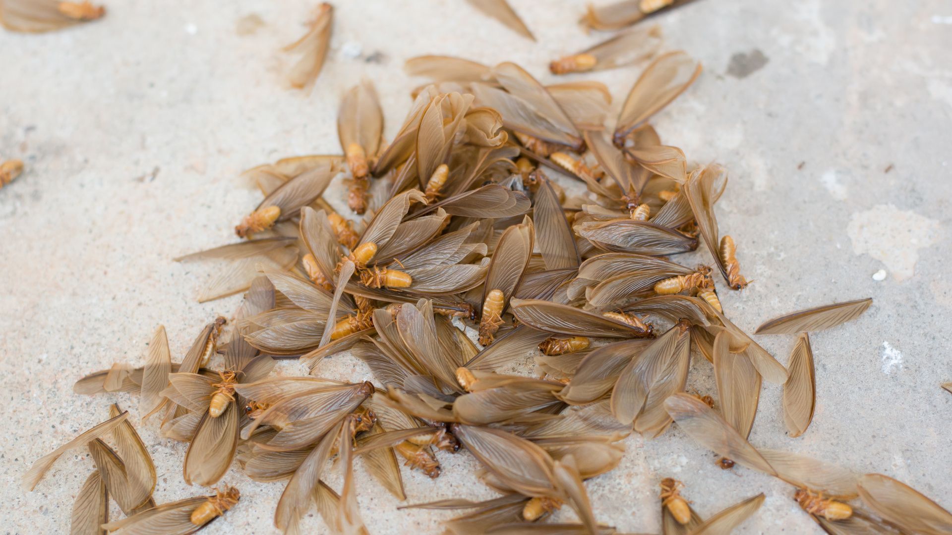 Termite swarmers