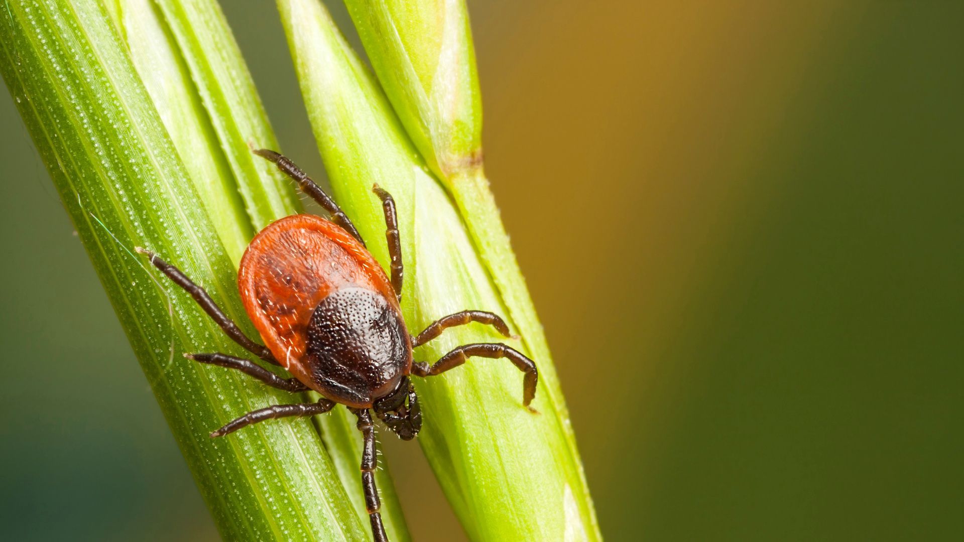 Tick on a lawn
