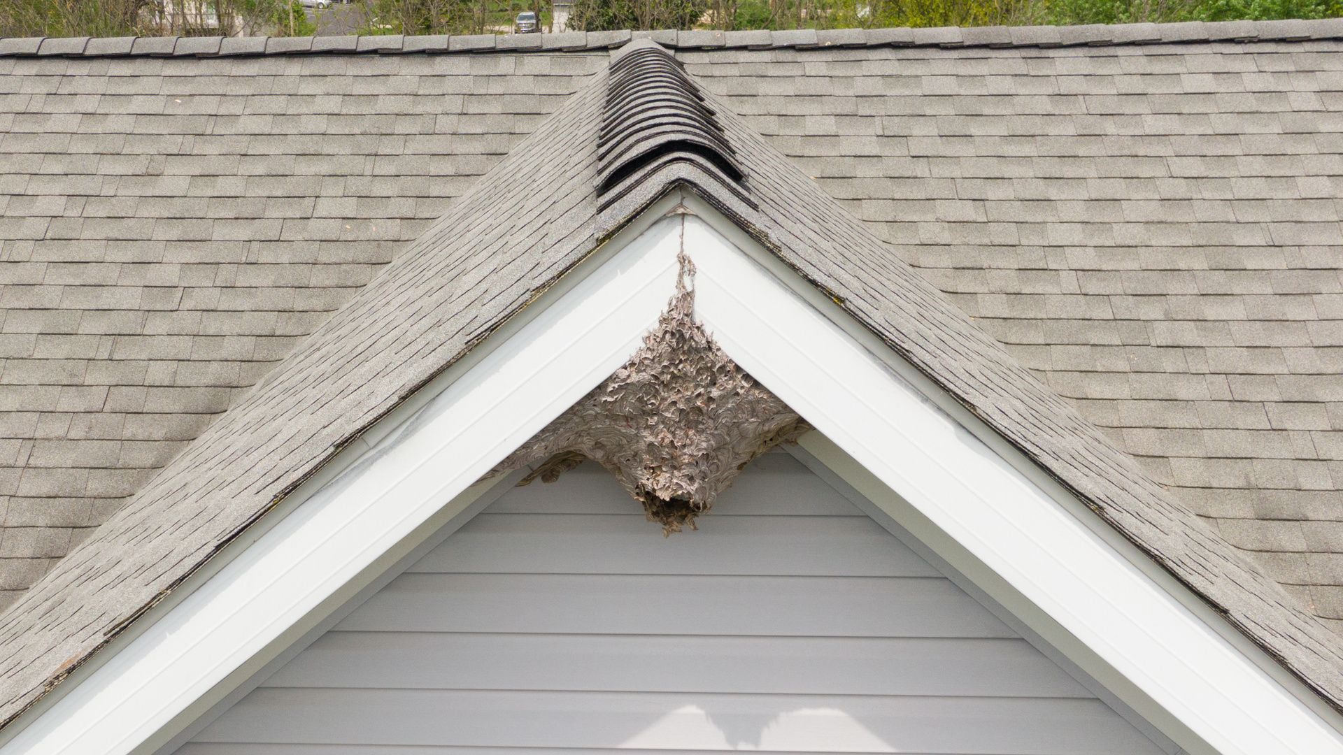 Wasp nest