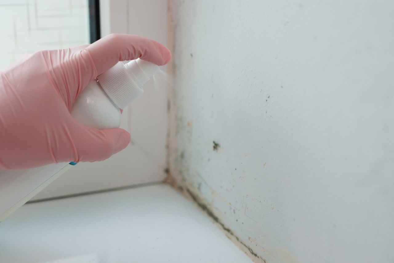 Mold Testing