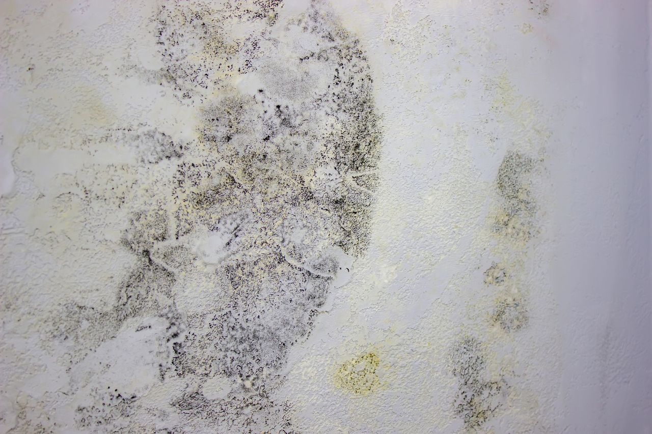 Mold Mitigation